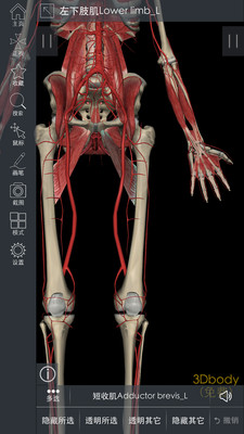 3DBody解剖