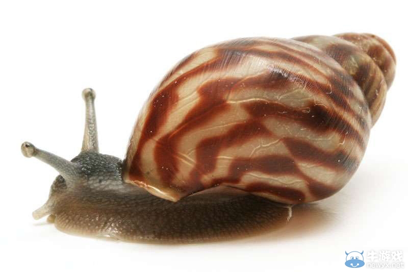 《方舟：生存進(jìn)化》瑪瑙螺介紹