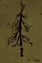 《饑荒》木炭獲得方法