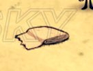 《饑荒》海難工具物品裝備有哪些