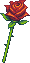 《DNF》薔薇綻放活動