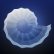 《ABZU》全獎(jiǎng)杯收集攻略