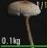 《人渣》菌類介紹