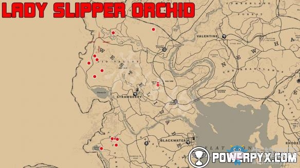 《荒野大鏢客2》全稀有花朵一覽