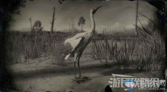 《荒野大鏢客2》全動(dòng)物位置及狩獵方法大全