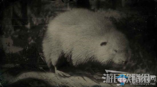 《荒野大鏢客2》全動(dòng)物位置及狩獵方法大全