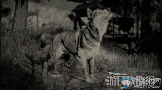 《荒野大鏢客2》全動物位置及狩獵方法大全