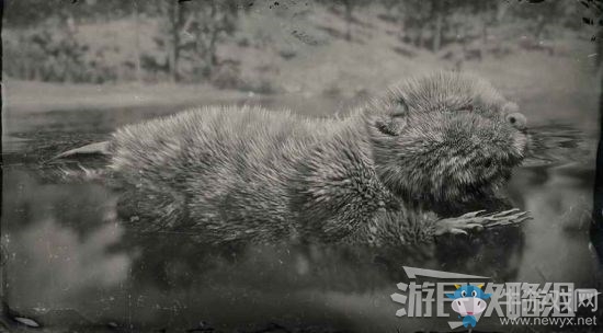 《荒野大鏢客2》全動物位置及狩獵方法大全