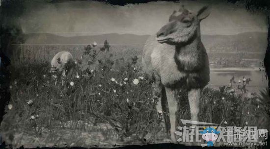 《荒野大鏢客2》全動物位置及狩獵方法大全