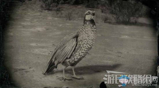 《荒野大鏢客2》全動(dòng)物位置及狩獵方法大全