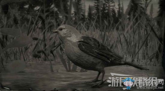 《荒野大鏢客2》全動物位置及狩獵方法大全