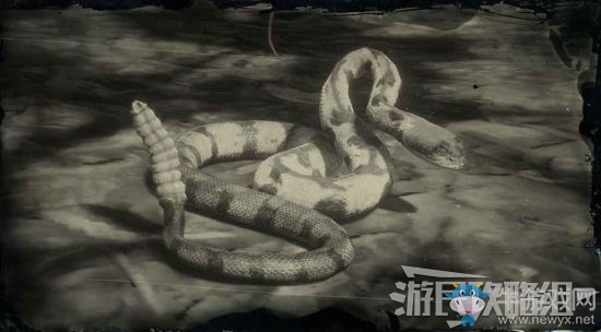 《荒野大鏢客2》全動物位置及狩獵方法大全