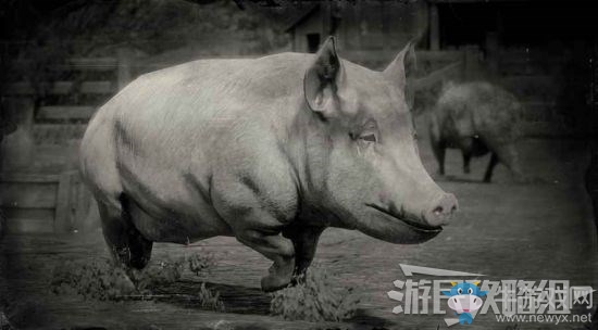 《荒野大鏢客2》全動(dòng)物位置及狩獵方法大全
