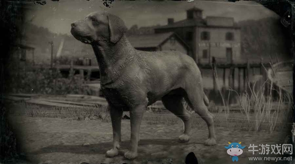 《荒野大鏢客2》雜種犬圖鑒一覽
