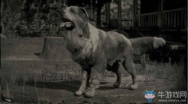 《荒野大鏢客2》邊境牧羊犬圖鑒一覽