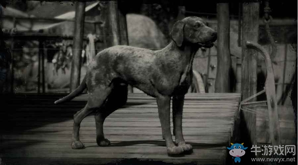 《荒野大鏢客2》卡他豪拉豹犬圖鑒一覽