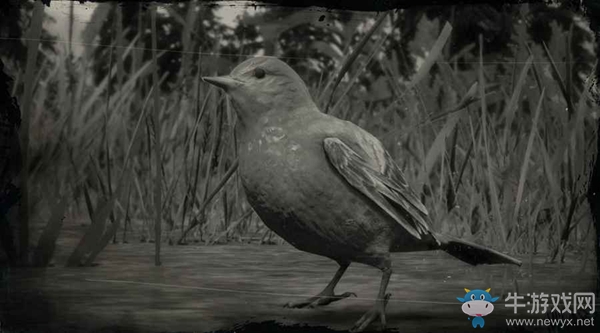 《荒野大鏢客2》西部麗唐納鳴鳥圖鑒一覽